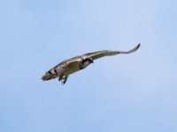 Fischadler (Pandion haliaetus) 26